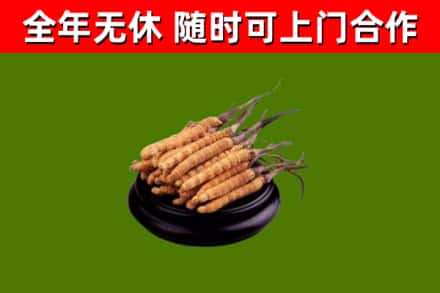 永善县烟酒回收冬虫夏草.jpg
